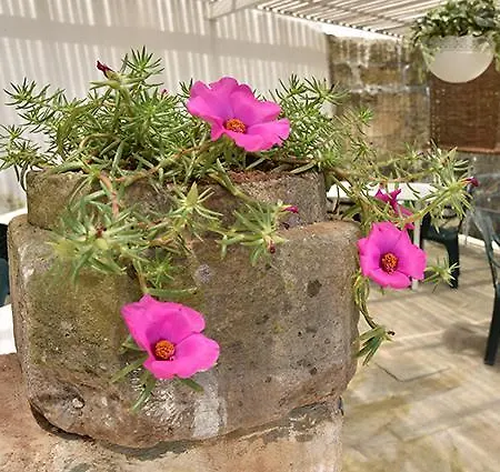 Nonno Uccio בית הארחה Cannole